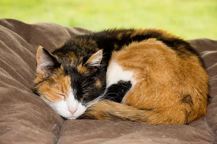 matou qui dort profondément