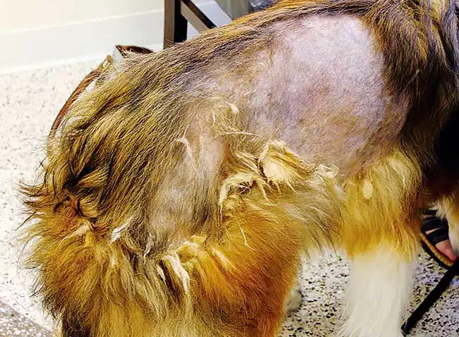 Au secours, mon chien perd ses poils, comment faire ?
