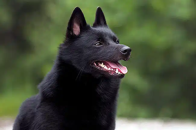 Schipperke prix et caractère