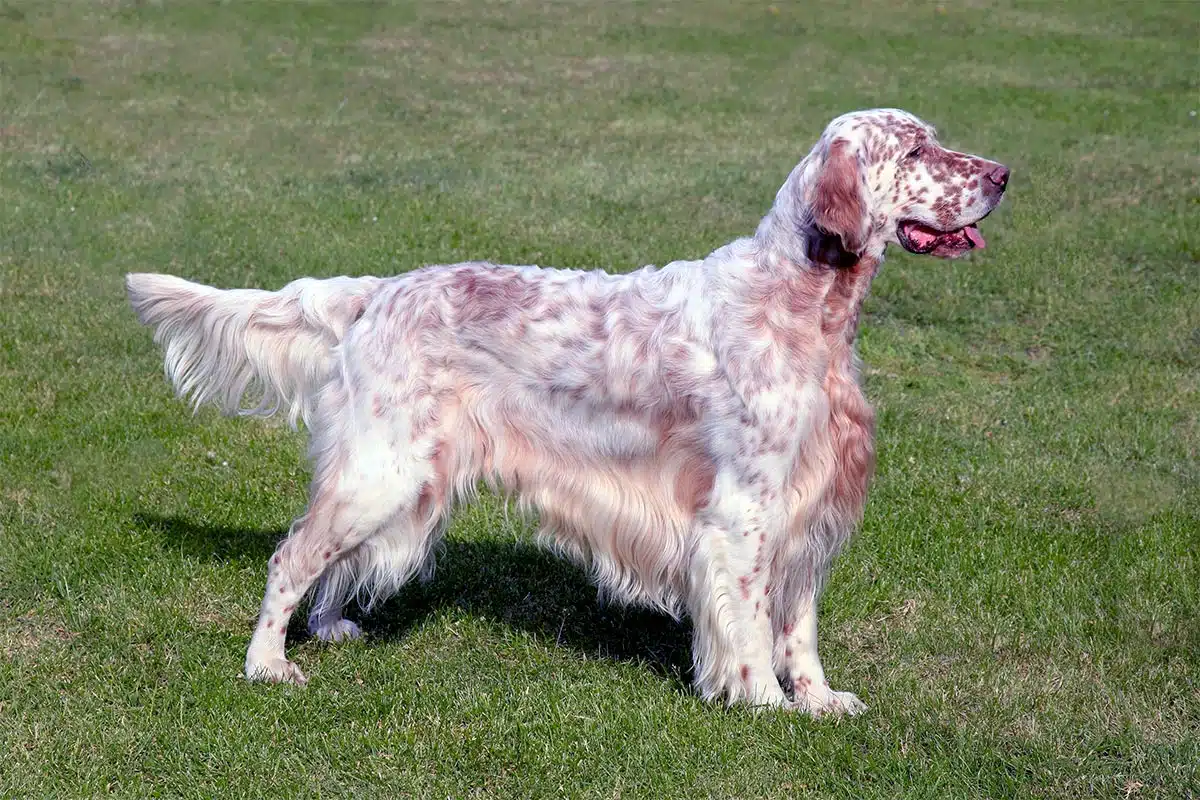 Chien d'arrêt Setter Anglais