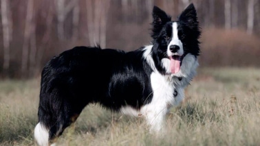 Border Collie noir et blanc