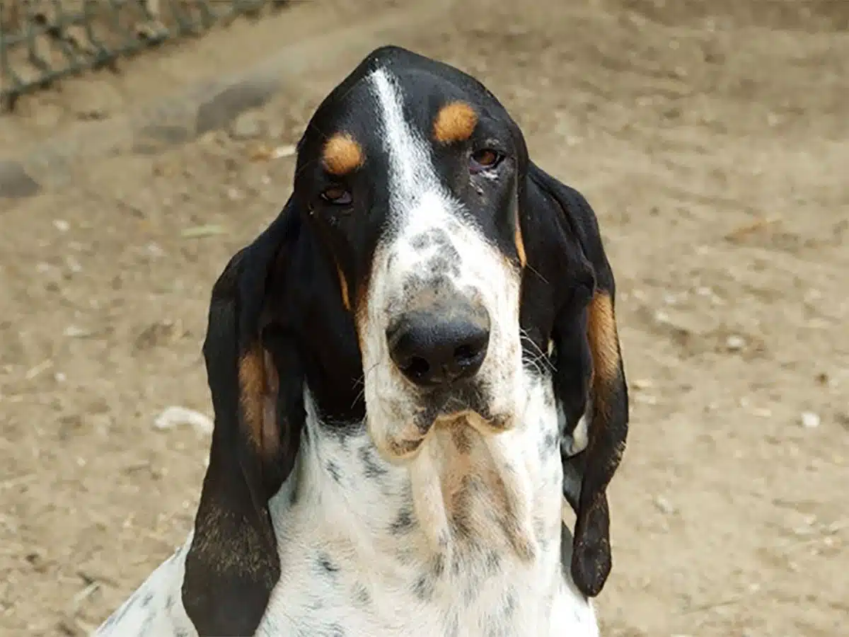 portrait du Gascon-Saintongeois chien de chasse