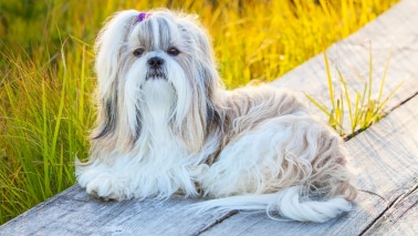 Shih Tzu poils longs