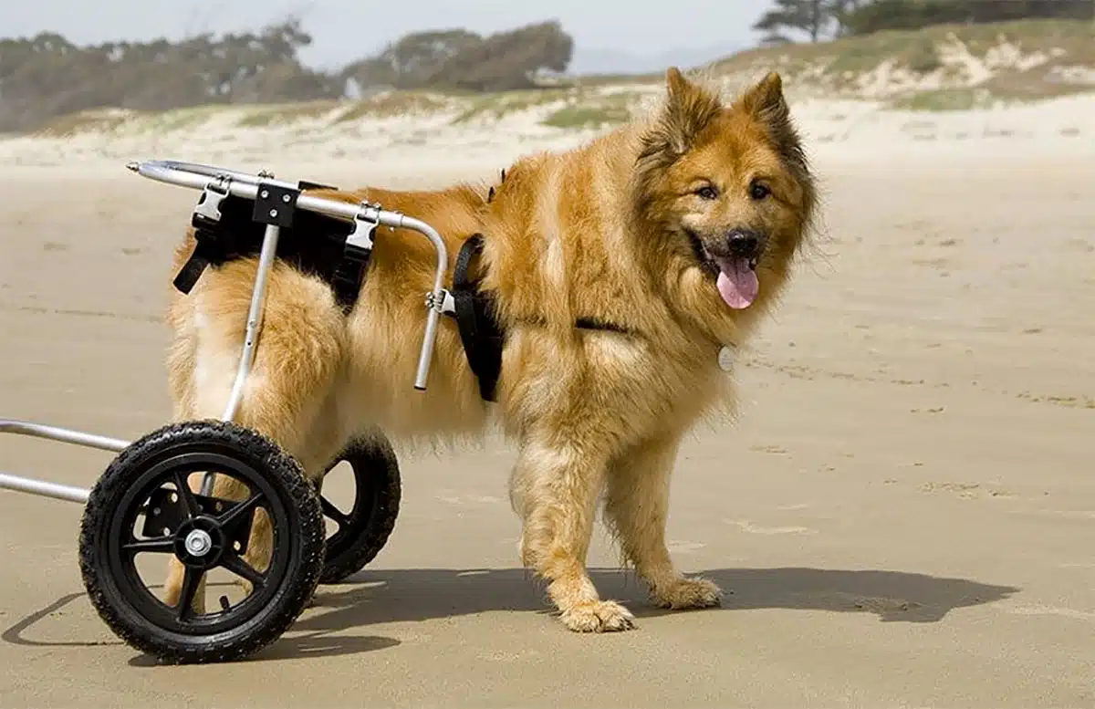 Aide mécanique avec roue pour chien avec dysplasie hanche Aide mécanique avec roue pour chien avec dysplasie hanche