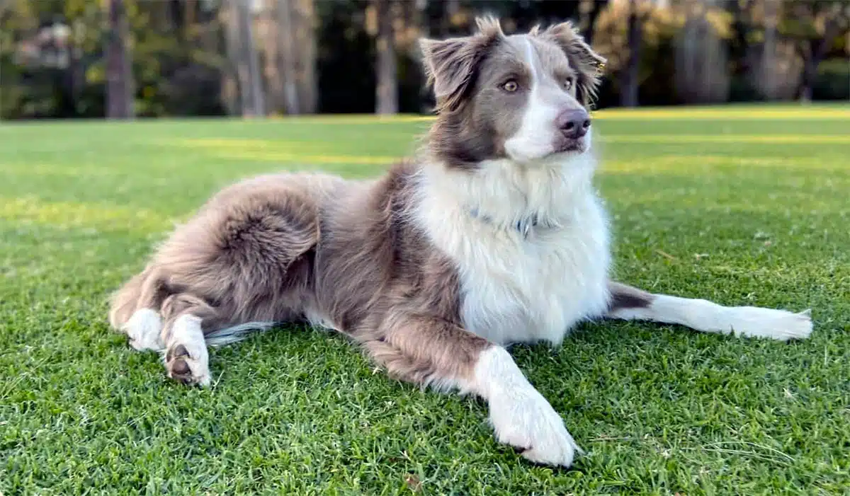 Border Collie marron et blanc