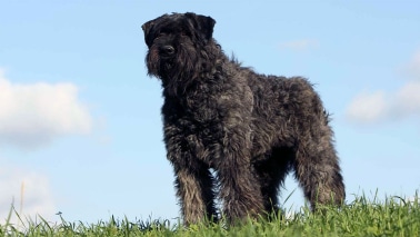 Bouvier des Flandres