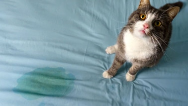 chat urine maison enlever odeur