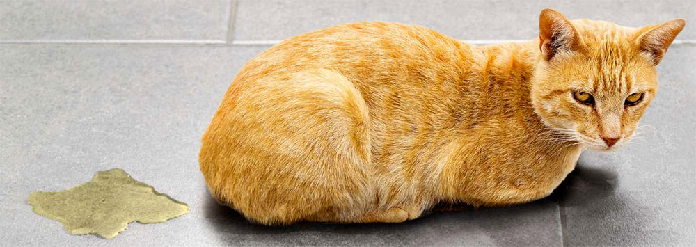 astuce enlever urine pipi chat