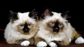 Chat siamois croisé avec chats de gouttière