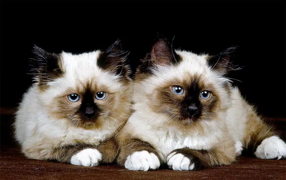 Chat siamois croisé avec chats de gouttière