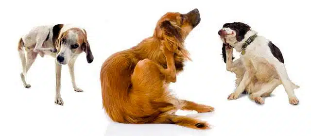 démangeaison chien gratte les causes