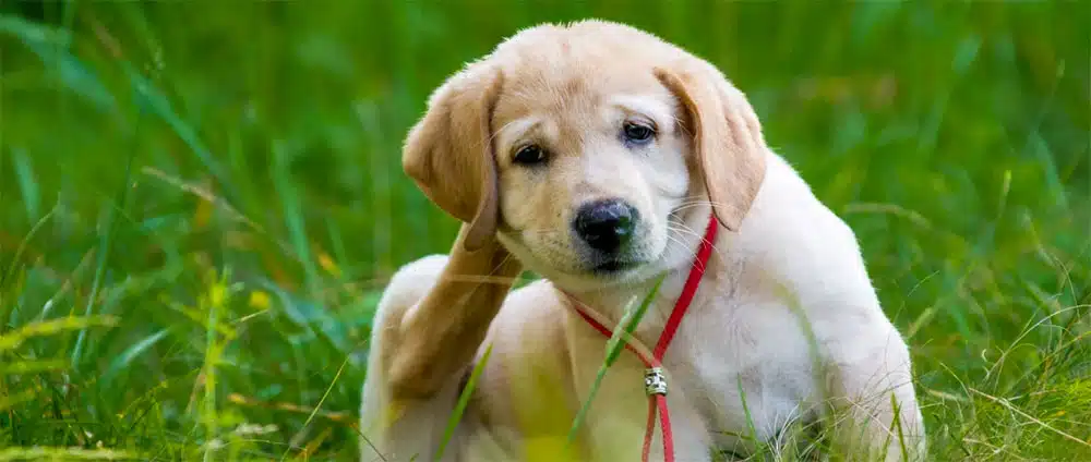 pourquoi mon chien se gratte tout le temps ?