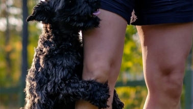 Chienne qui fait des mouvements de bassin