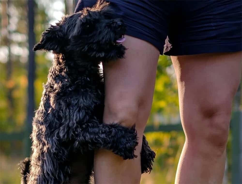 Chienne qui fait des mouvements de bassin