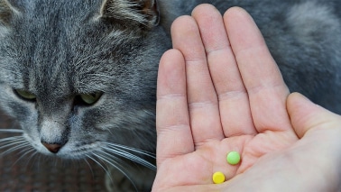 Astuces pour donner médicaments à son chat