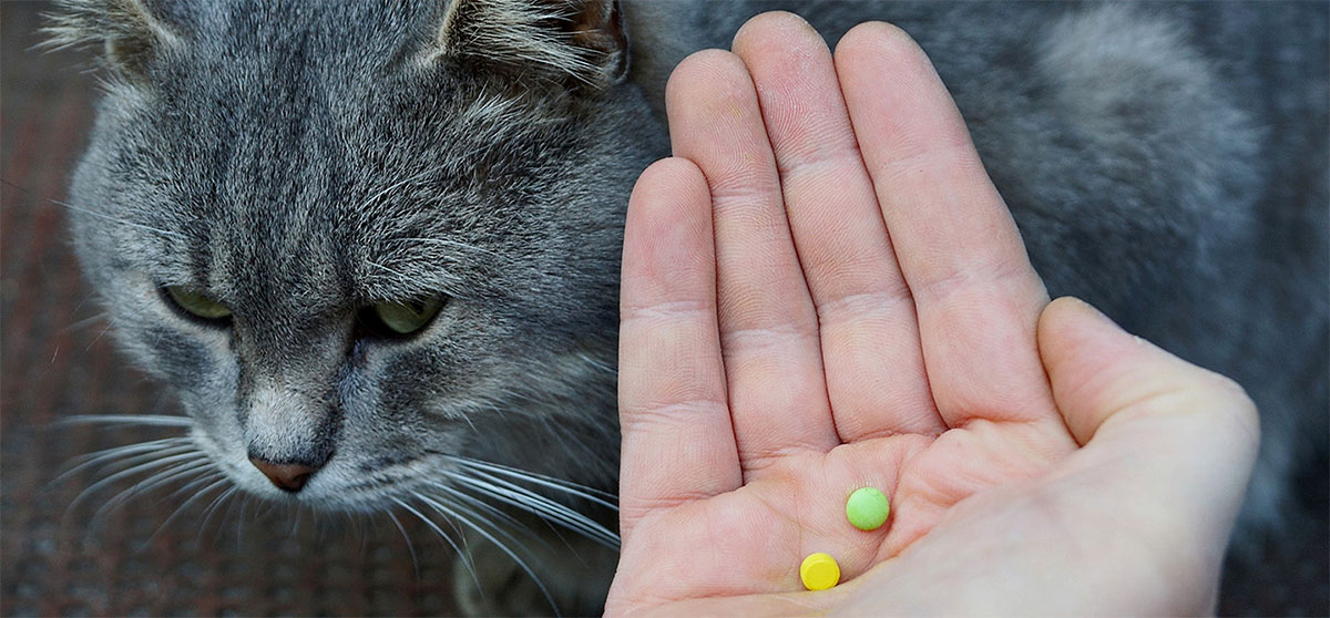 Astuces pour donner médicaments à son chat