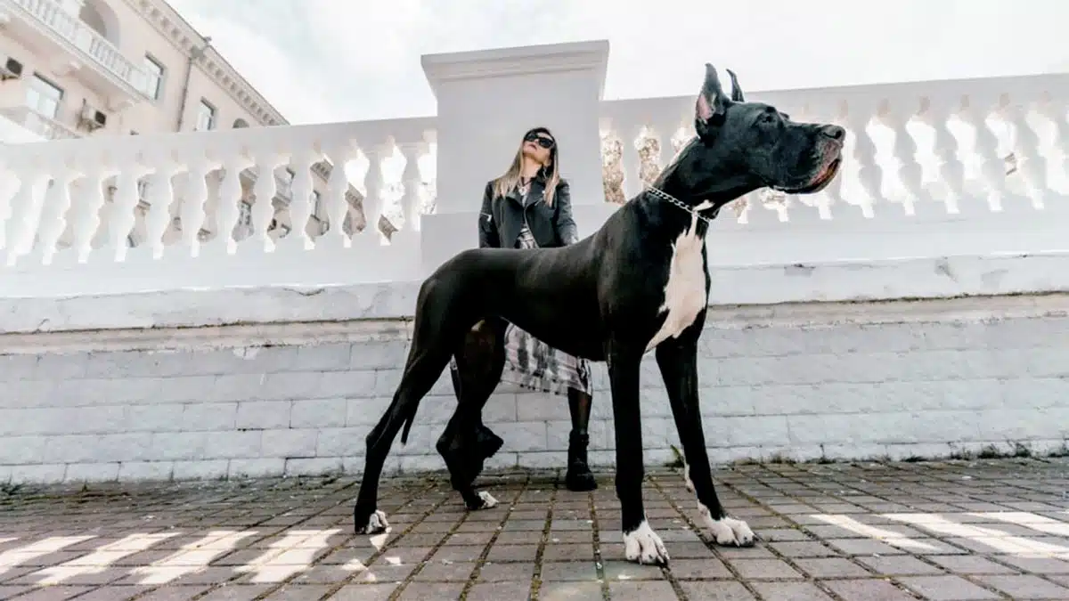 Dogue allemand oreilles dressées