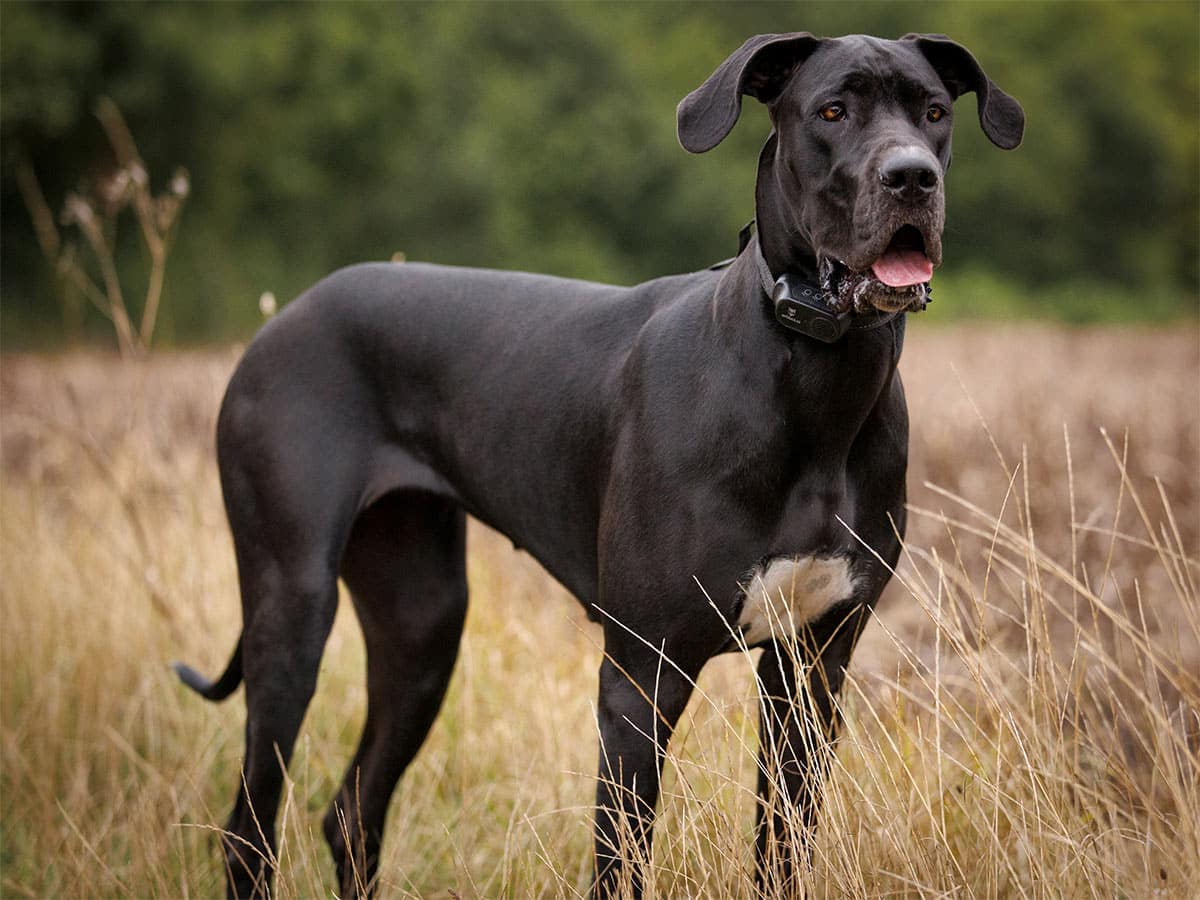 Dogue Allemand Caract re Prix Sant Et Conseils D expert Dogue Allemand Caract re Prix Sant Et Conseils D expert