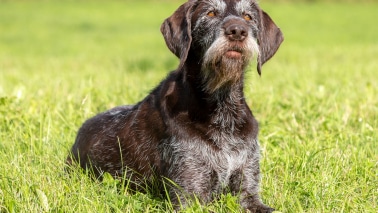 drahthaar chien d'arrêt