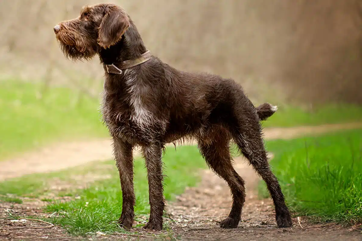 drahthaar en plein chasse