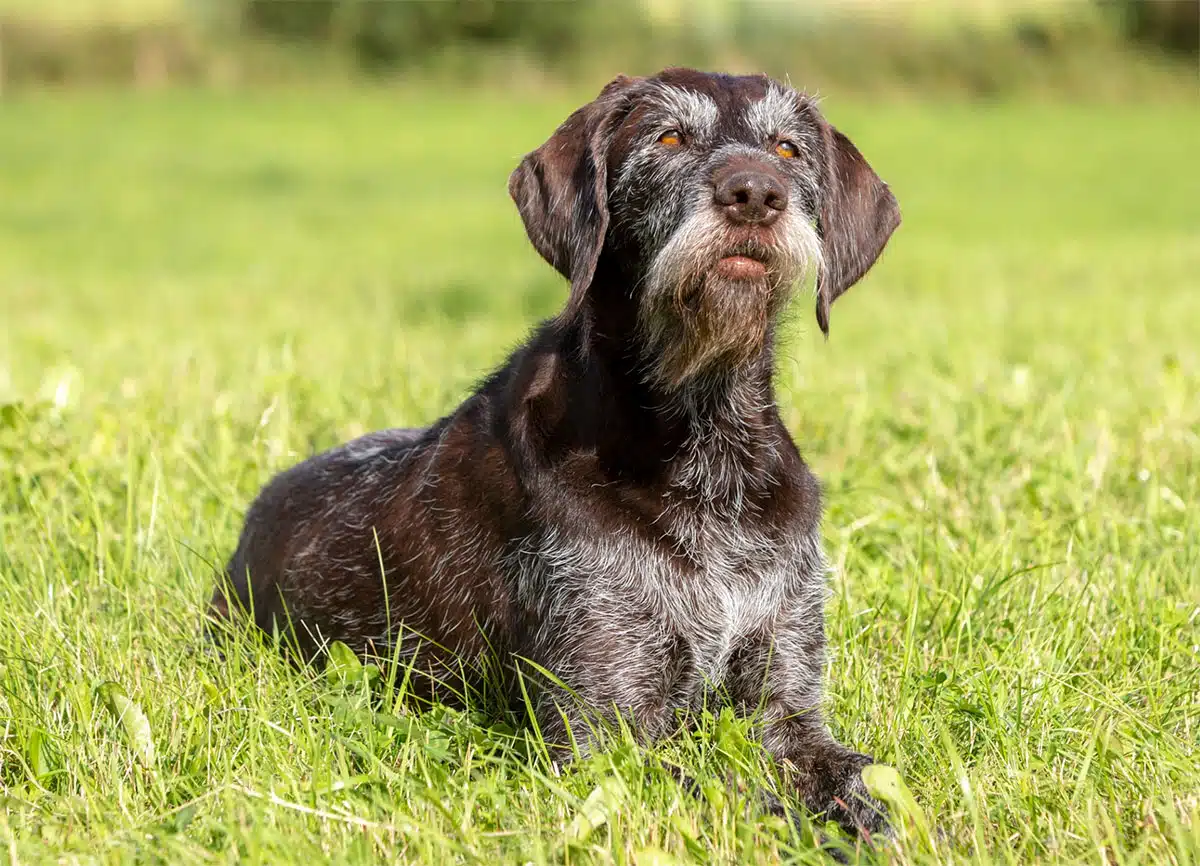 drahthaar chien d'arrêt