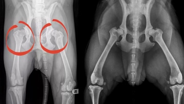 Dysplasie de la Hanche chez le Chien