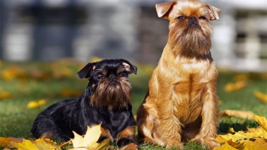 griffon-belge-bruxellois