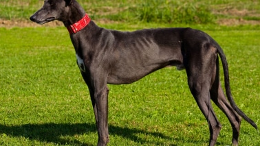 Lévrier Greyhound