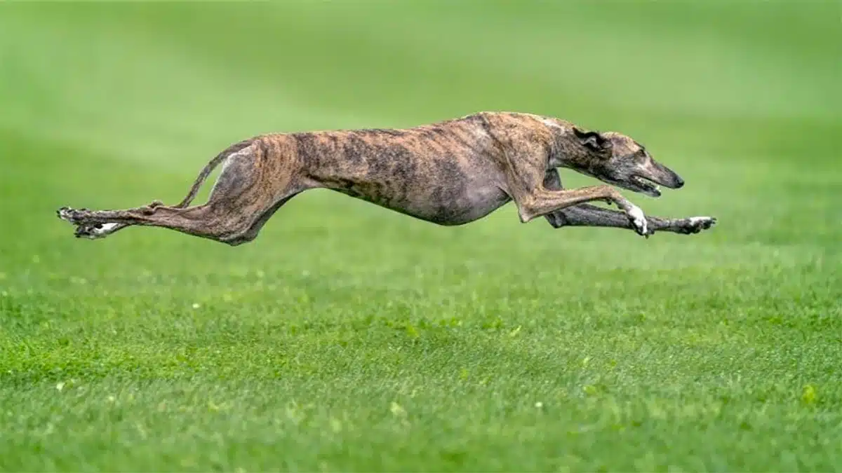 Lévrier Greyhound en plein course