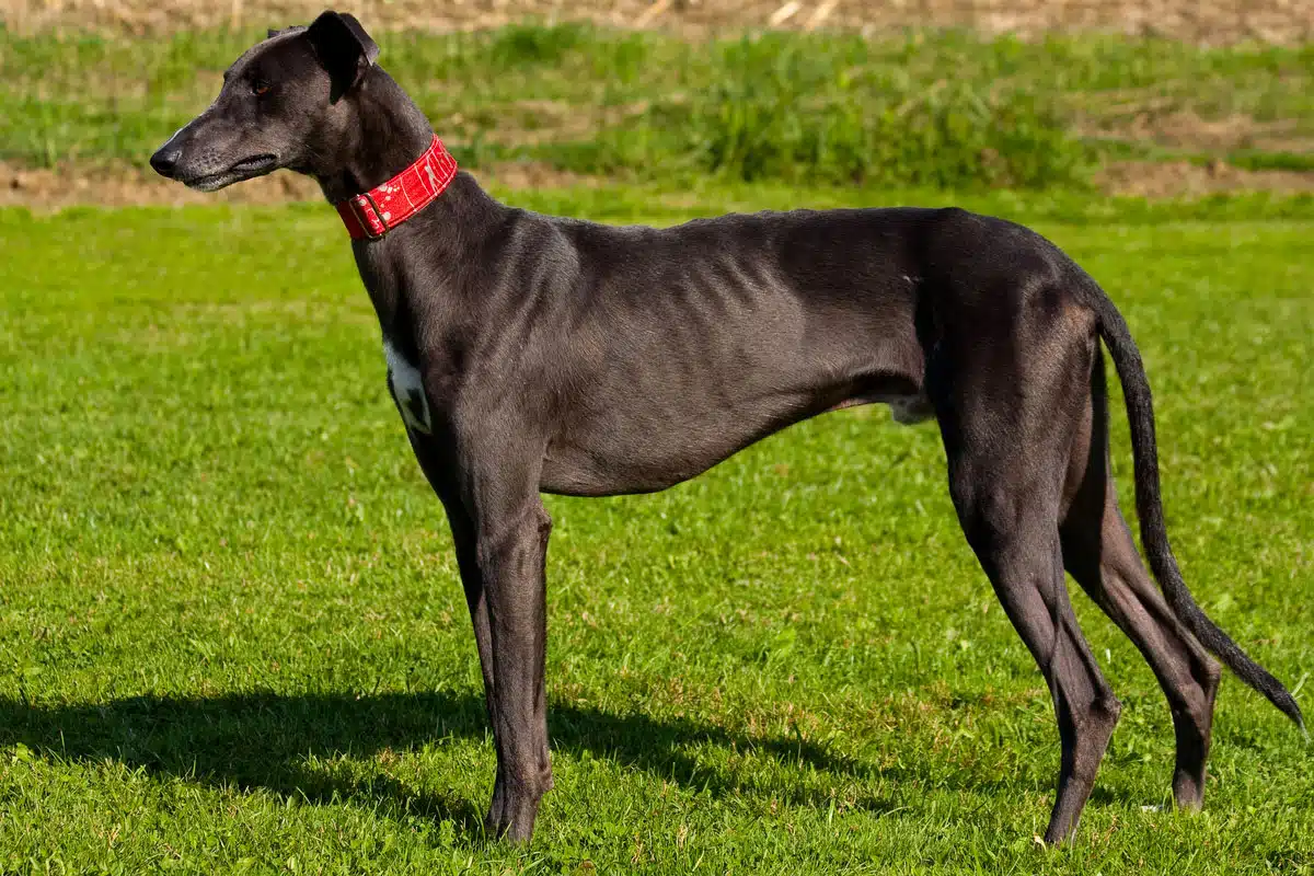 Lévrier Greyhound