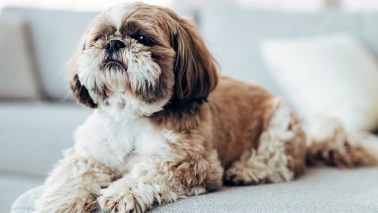 Lhassa Apso
