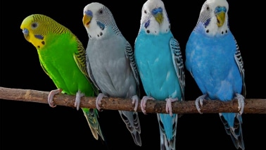 Toutes les perruches, origines, couleurs