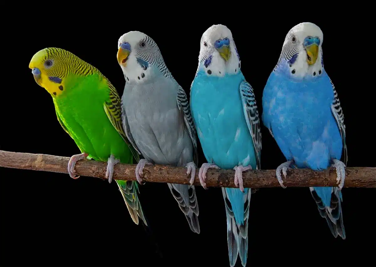 Toutes les perruches, origines, couleurs