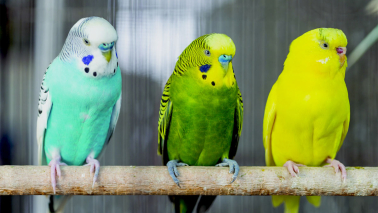 perruche ondulée colorée sur une branche.