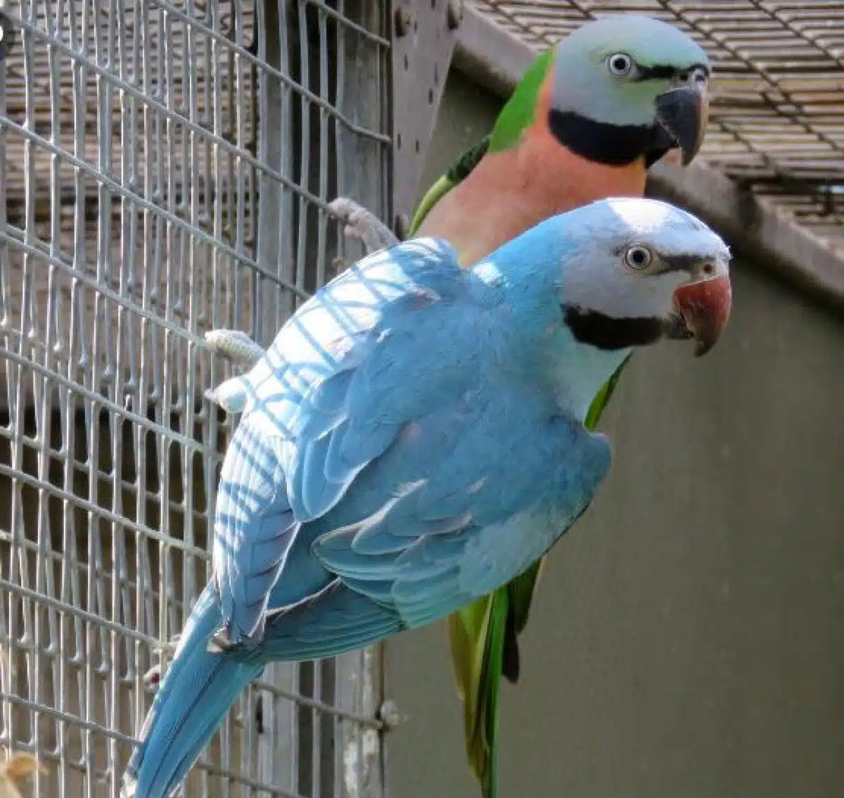 Perruche à moustache