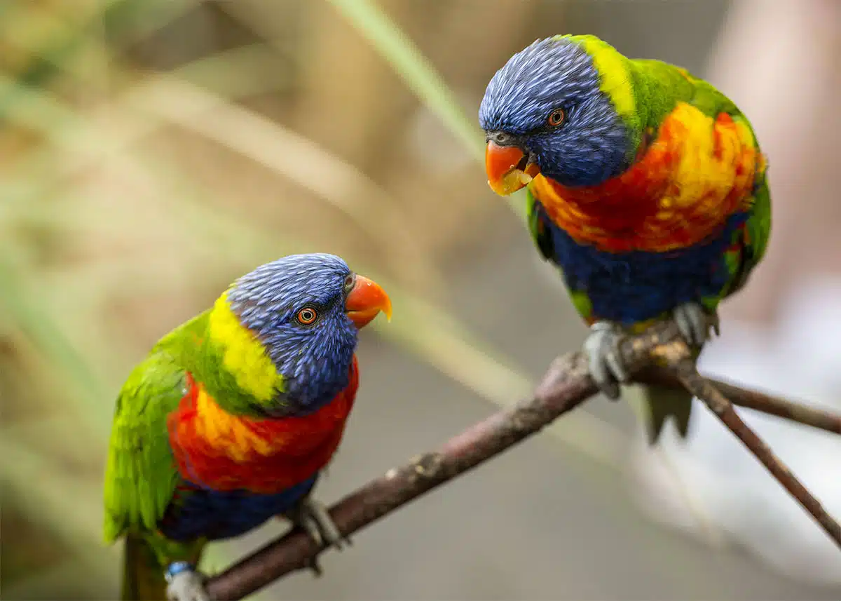 Perruche multicolore