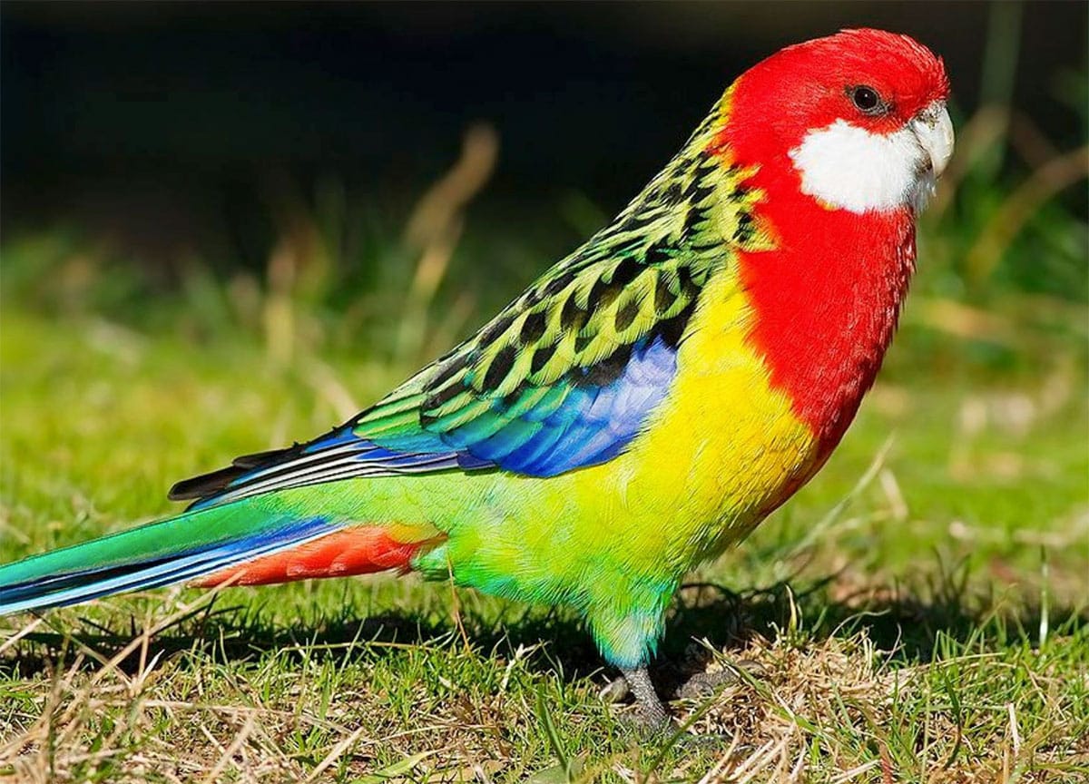 Une perruche omnicolore très colorée