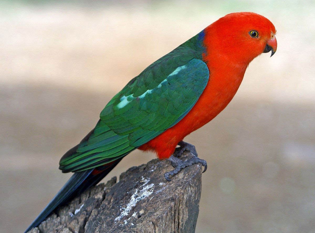 Perruche royale australienne au plumage rouge et vert