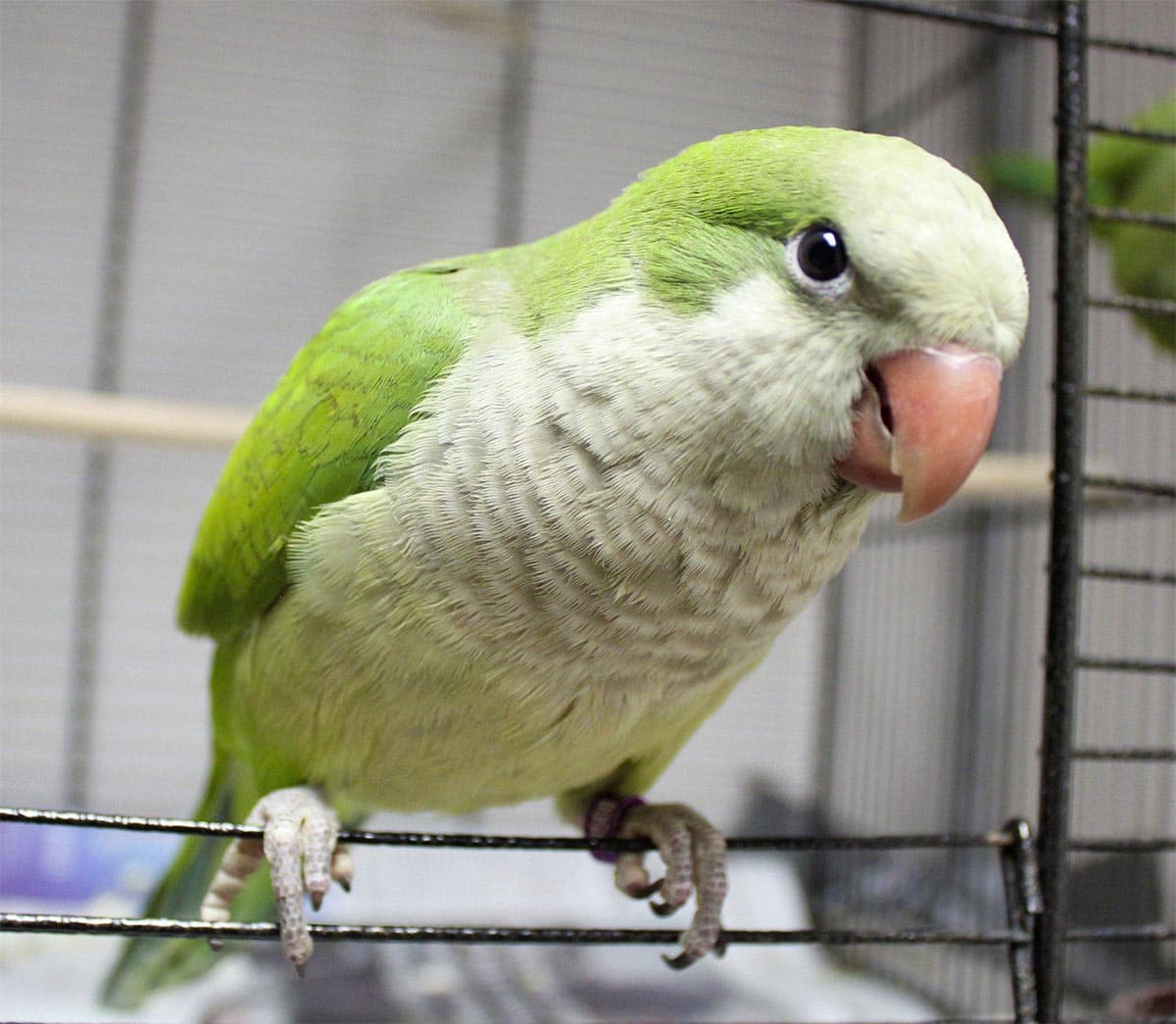 Perruche souris ou Perruche veuve, Perruche torrègne, Perruche moine