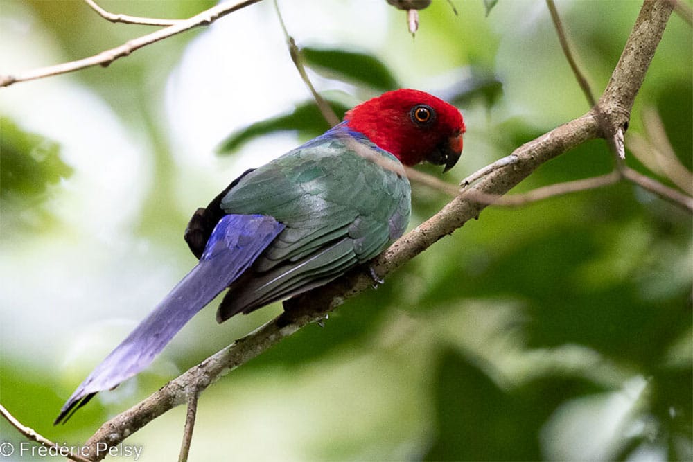 Une perruche tricolore avec un plumage rouge, bleu et vert.