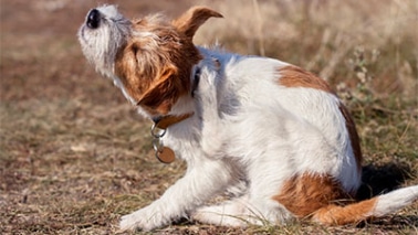 problème de peau chien qui se gratte, causes.