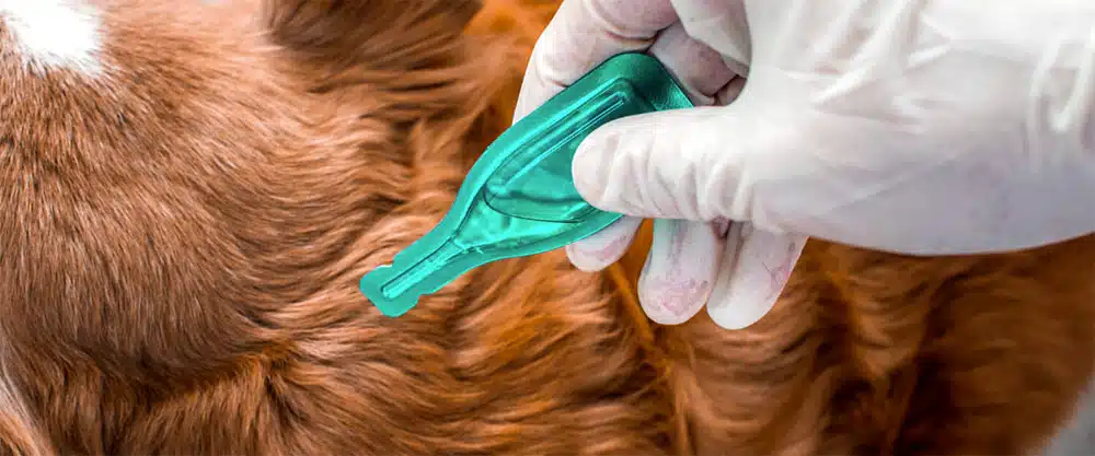 vétérinaire chien gratte peau maladie, démangeaison