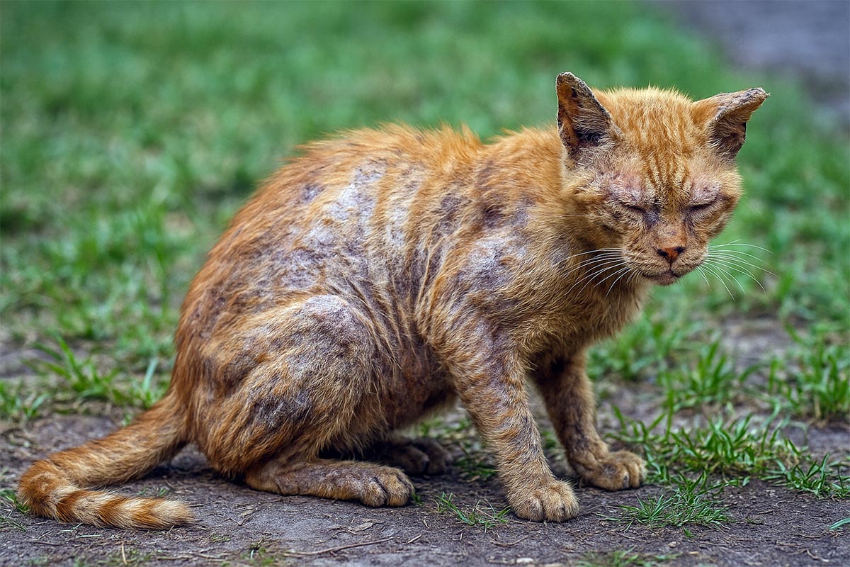 gale notoédrique chez le chat, redoutable, horrible