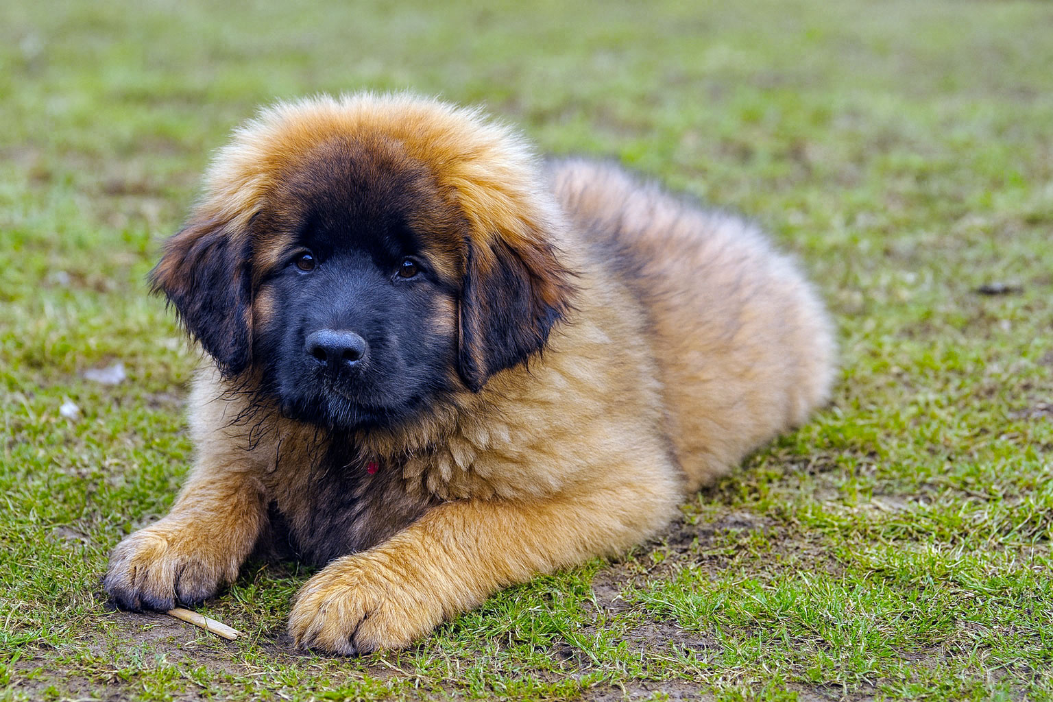 Adorable chiot Leonberg