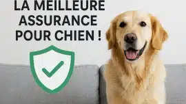 Meilleure assurance chien