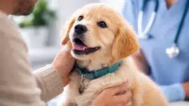 Chiot regardant son propriétaire chez le vétérinaire