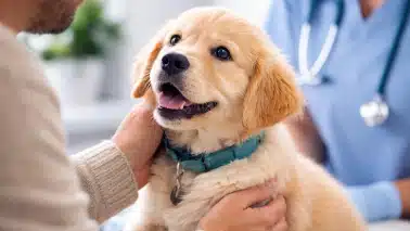 Chiot regardant son propriétaire chez le vétérinaire