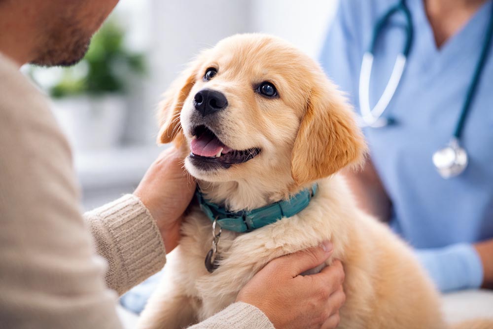 Chiot regardant son propriétaire chez le vétérinaire