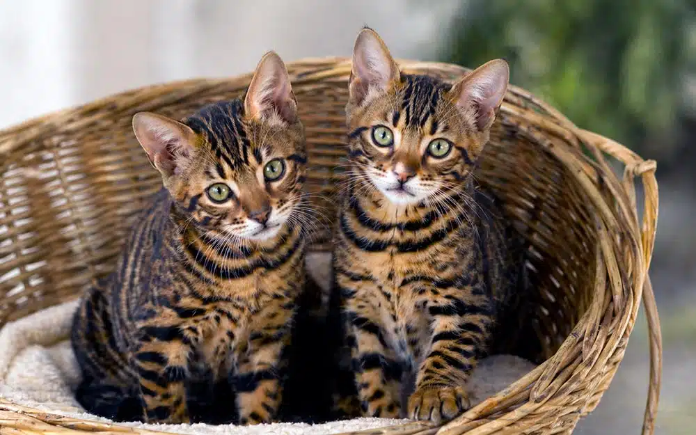 chaton california toyger