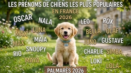 Chiot illustrant les prénoms de chiens les plus populaires en France en 2026